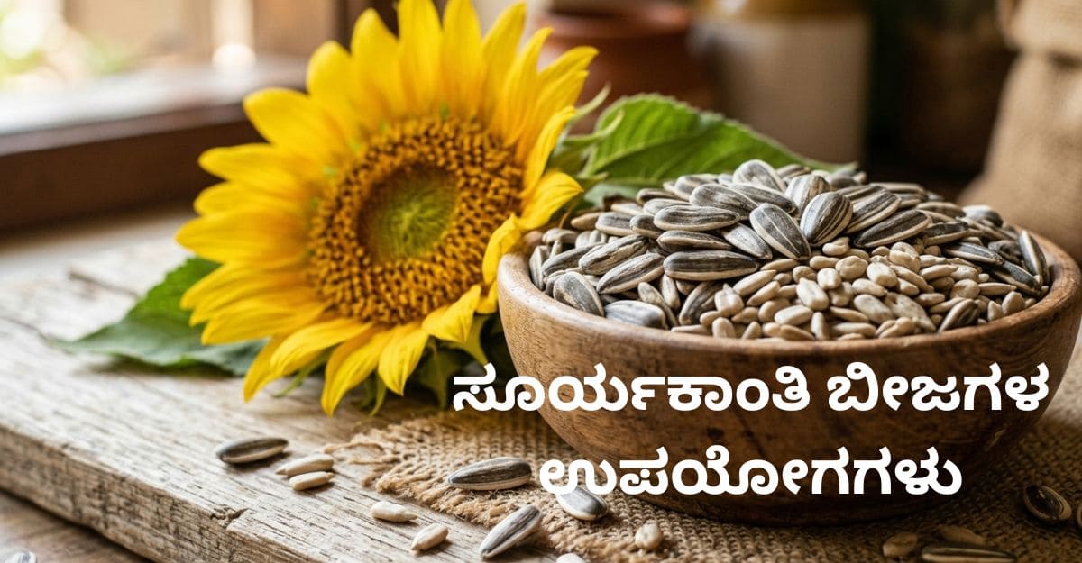 sunflower seeds sunflower seeds benifits in kannada 2026 sunflower seeds protiens